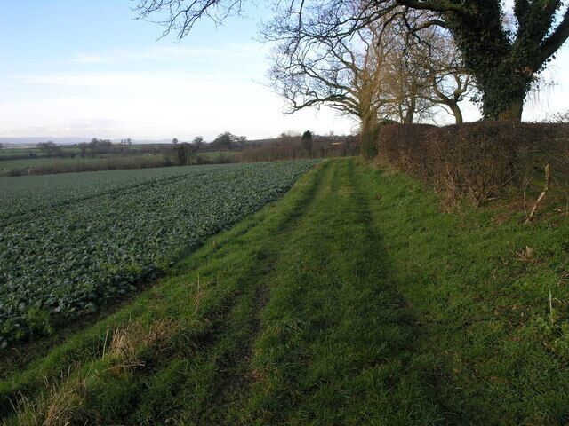 Green Field Track This field margin has kept its colour well no doubt due to the warm winter.