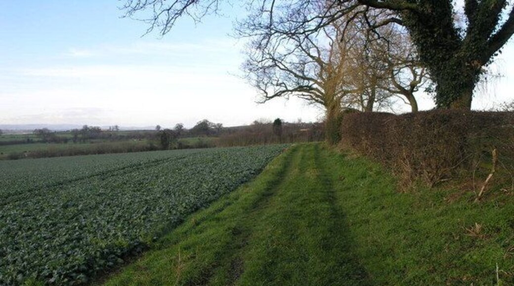 Green Field Track This field margin has kept its colour well no doubt due to the warm winter.