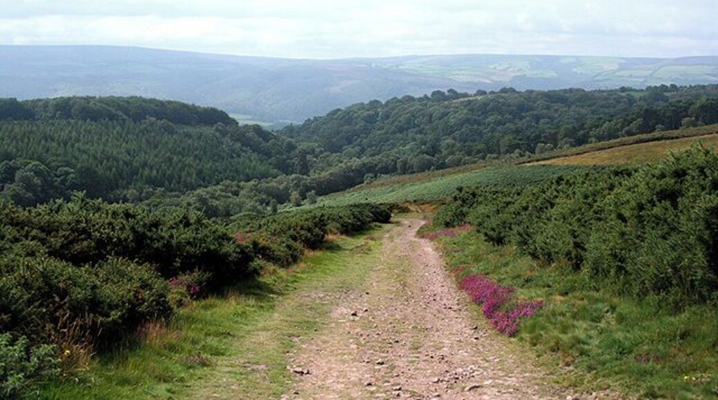 Selworthy: above Selworthy Combe View south west towards Exmoor on the track between Selworthy village and Selworthy Beacon