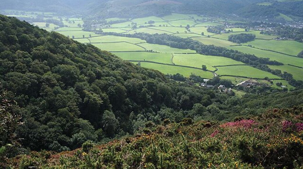 Selworthy: towards West Lynch With Exmoor on the horizon. West Lynch - beyond the square - is the group of buildings immediately below Lynch Combe and includes a malthouse - the last of several in the Vale of Porlock, see 77458, and a watermill and tannery also existed here. Nearby is a medieval chapel and adjoining it Exmoor Falconry at West Lynch Farm. The line of trees in mid image marks the course of the Horner Water, a stream running down from Exmoor