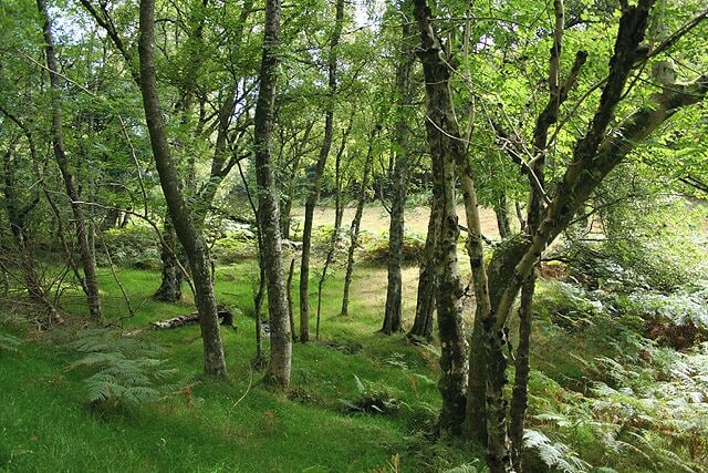 Selworthy: Selworthy Combe By the path from All Saints Church, Selworthy to Selworthy Beacon. Looking east-south-east