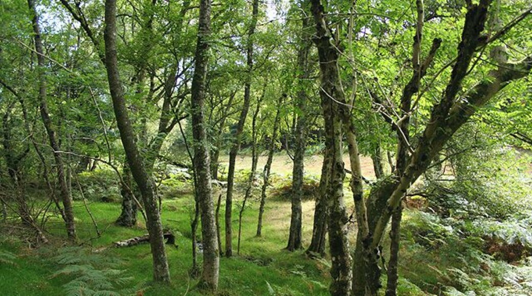 Selworthy: Selworthy Combe By the path from All Saints Church, Selworthy to Selworthy Beacon. Looking east-south-east