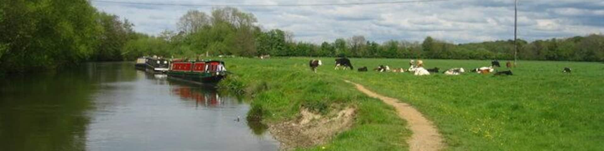 Eroding banks Caused by cattle coming to drink from the Kennet and Avon Navigation.
