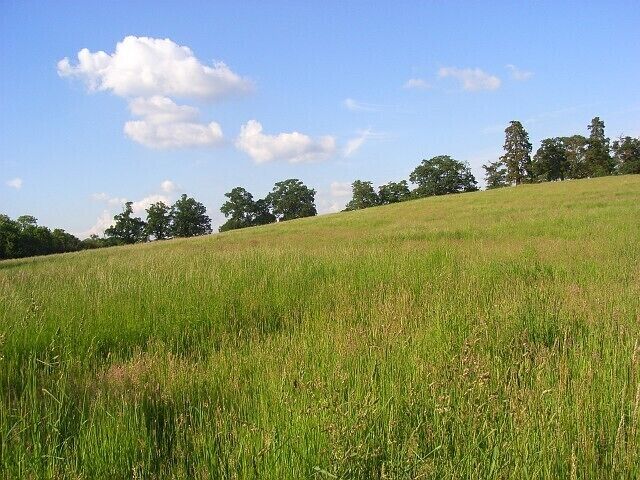 Meadow, Spencers Wood An empty field - just long grass beside, but unseen from, the A33.