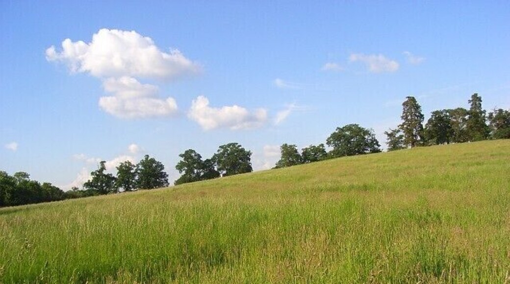Meadow, Spencers Wood An empty field - just long grass beside, but unseen from, the A33.