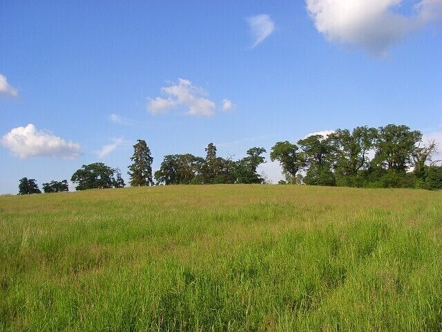Meadow, Spencers Wood Long grass on the hillside above the A33 and below Highlands.