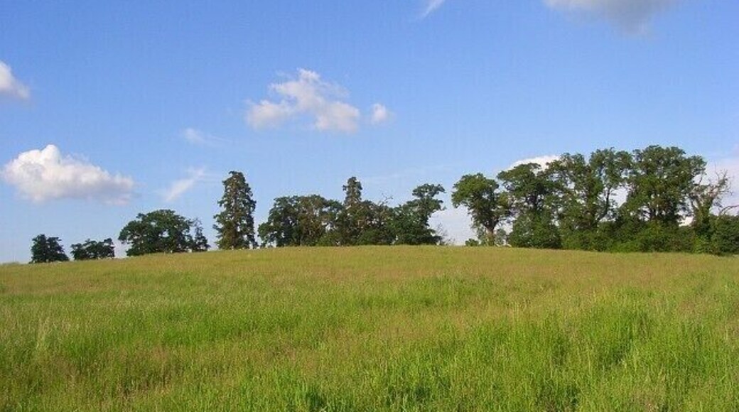 Meadow, Spencers Wood Long grass on the hillside above the A33 and below Highlands.