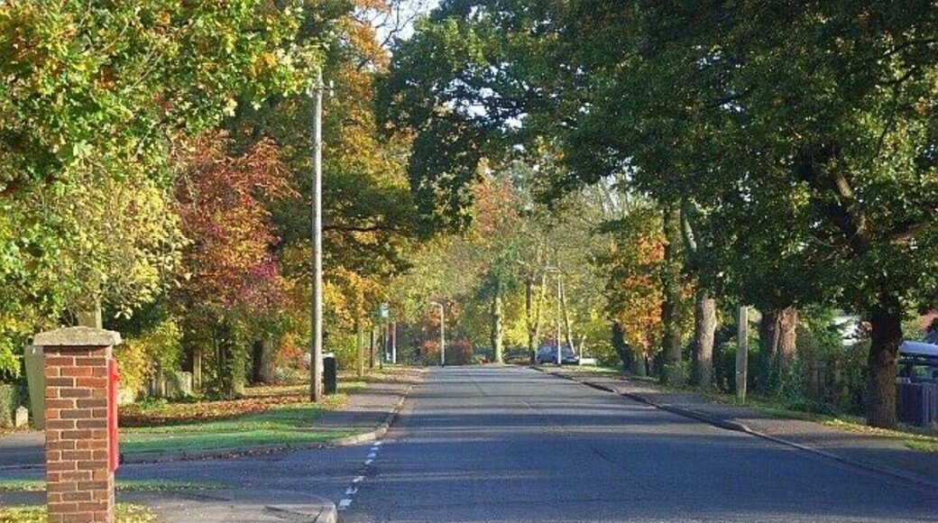 Western Avenue, Woodley This is at the junction with Rycroft Close. Most of the trees are oaks. The road was formerly known as Mustard Lane, which still exists in Sonning, separared from this stretch by the railway.