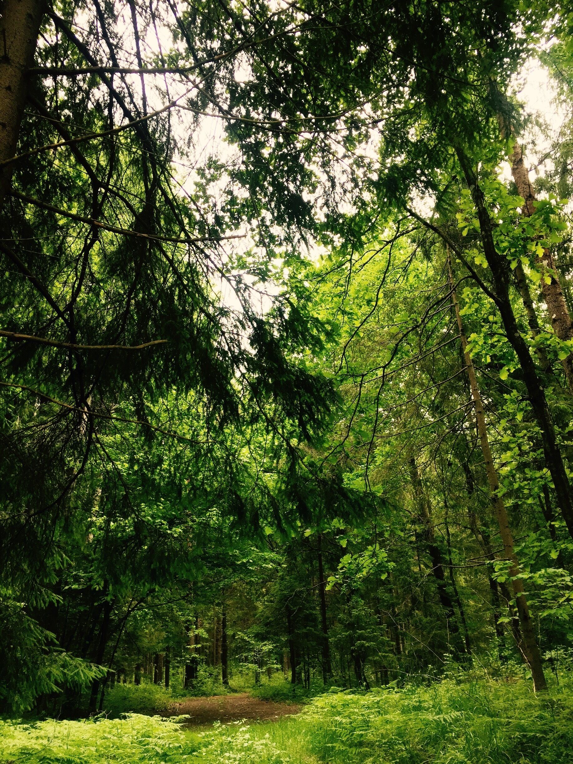 A dense forest with a variety of trees and undergrowth.