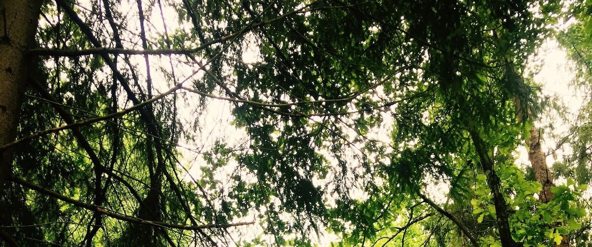 A dense forest with a variety of trees and undergrowth.
