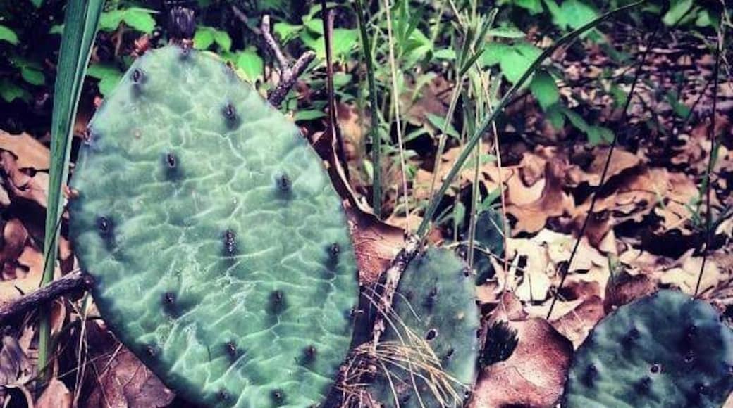 Great hiking, unique sandy soil with remnant desert species such as prickly pear cactus.