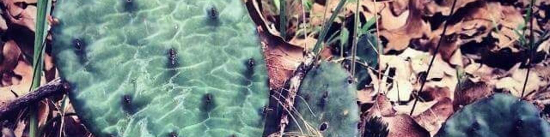 Great hiking, unique sandy soil with remnant desert species such as prickly pear cactus.