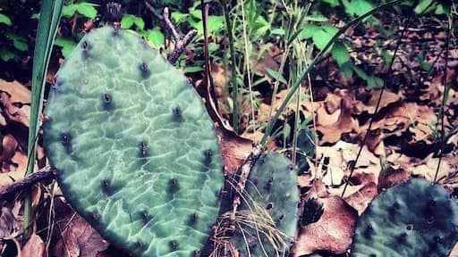 Great hiking, unique sandy soil with remnant desert species such as prickly pear cactus.