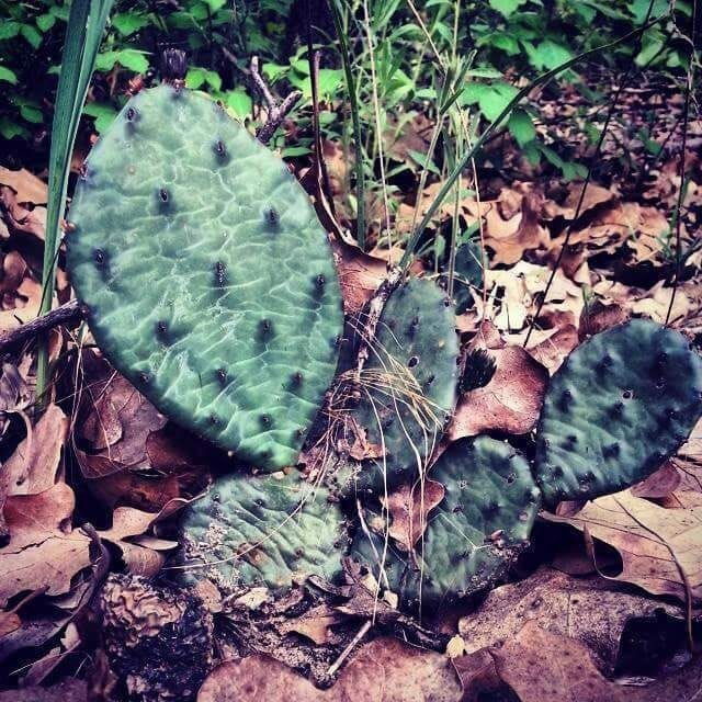 A cactus with spines in a natural setting with dry leaves and green foliage.