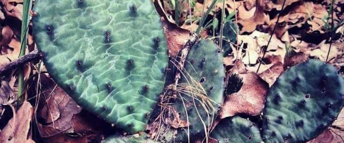 A cactus with spines in a natural setting with dry leaves and green foliage.