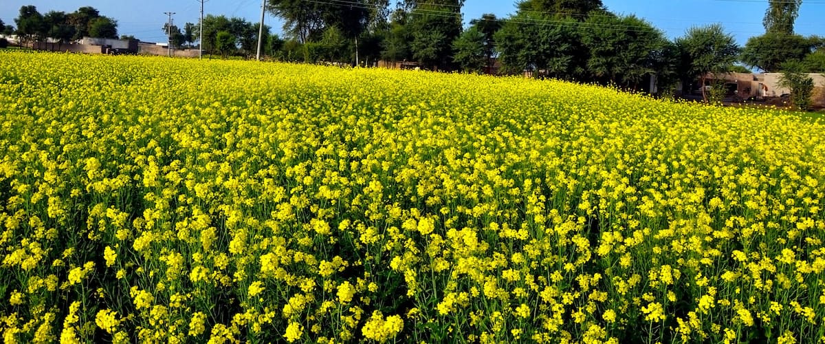 A field of yellow flowers under a clear blue sky.