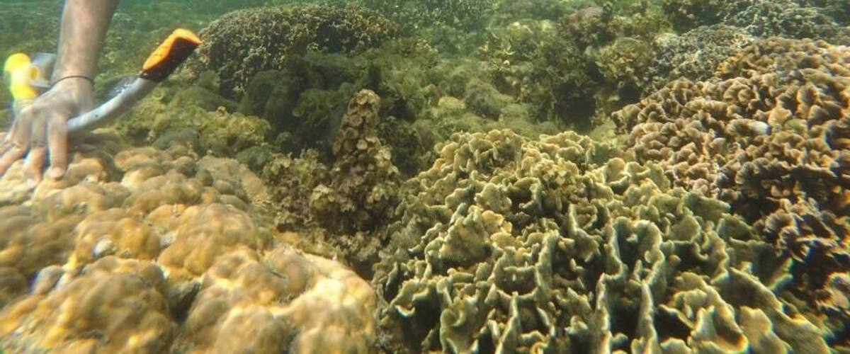 Magalawa island offers snorkeling experience at no cost at all.
