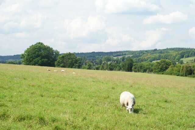 Field Near Gomshall, Surrey Looking in the direction of Shere. The sheep are obviously enjoying this location.