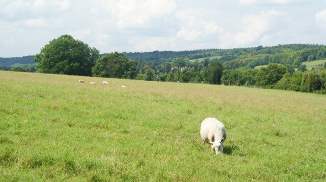 Field Near Gomshall, Surrey Looking in the direction of Shere. The sheep are obviously enjoying this location.