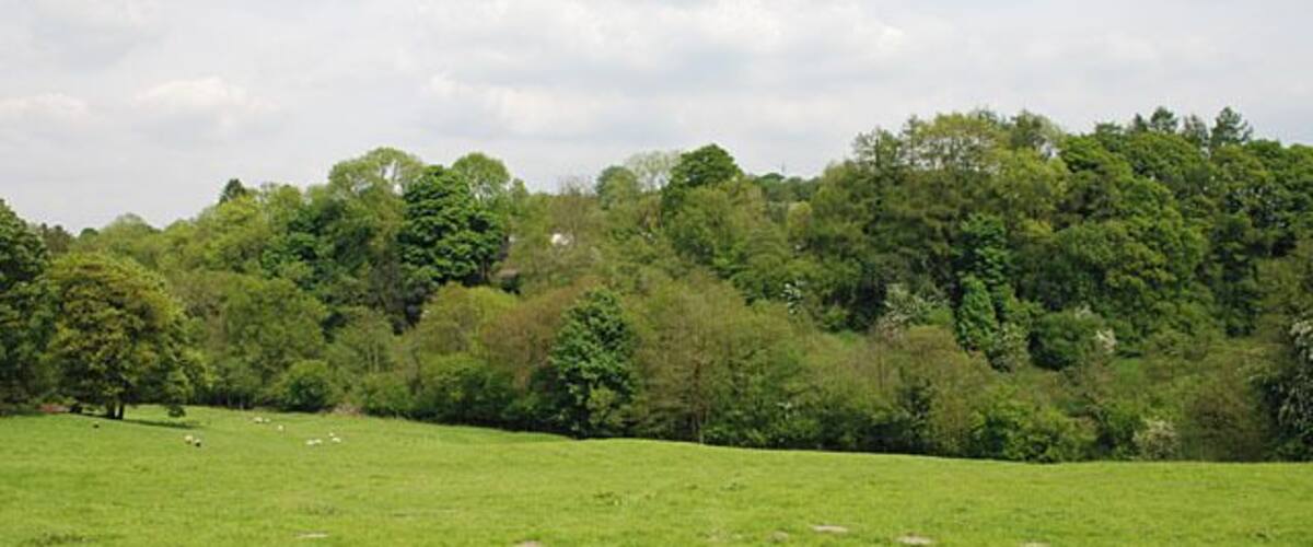 A grassy field with scattered trees and a forested hill in the background.