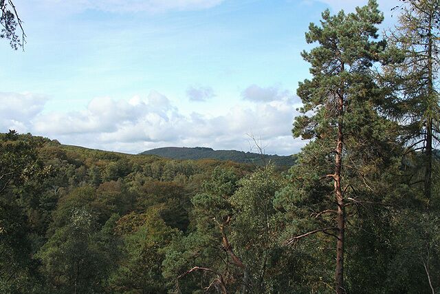 Bovey Tracey: Yarner Wood, towards Trendlebere Down With Lustleigh Cleave on the horizon
