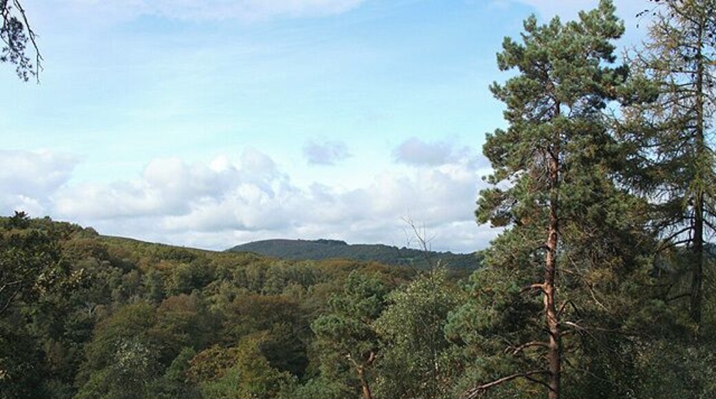 Bovey Tracey: Yarner Wood, towards Trendlebere Down With Lustleigh Cleave on the horizon