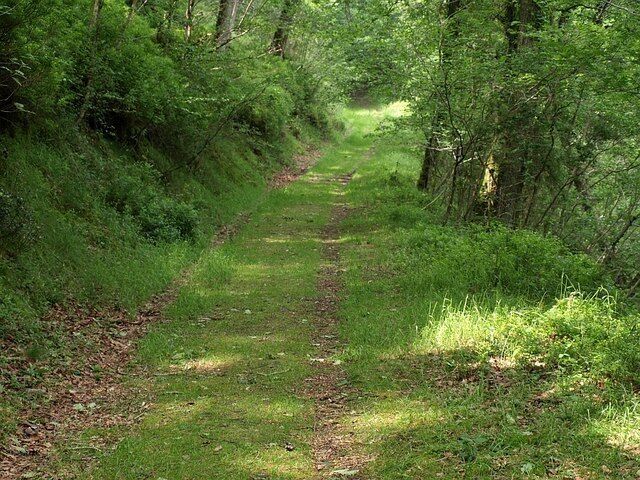 Ride, Yarner Wood. This is the ride shown on the left of 831553. It runs along a terrace on the south side of the Yarner Stream valley (right) and must surely be associated with the nearby copper mine, but does not appear on the 1:25000 map.