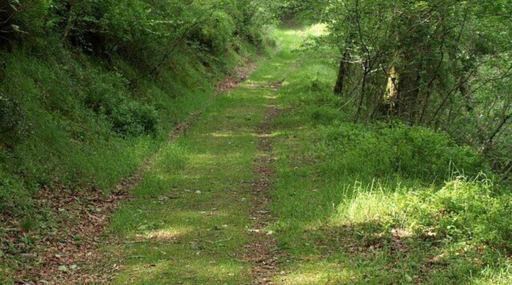 Ride, Yarner Wood. This is the ride shown on the left of 831553. It runs along a terrace on the south side of the Yarner Stream valley (right) and must surely be associated with the nearby copper mine, but does not appear on the 1:25000 map.