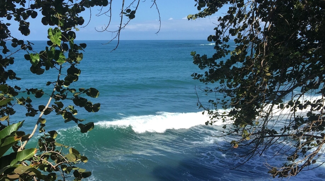 Punta uva, puerto viejo, limón, costa rica
