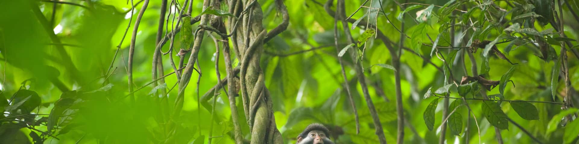 Red-eared guenon (Cercopithecus erythrotis) sitting in a tree on Bioko Island; Bioko Island, Equatorial Guinea