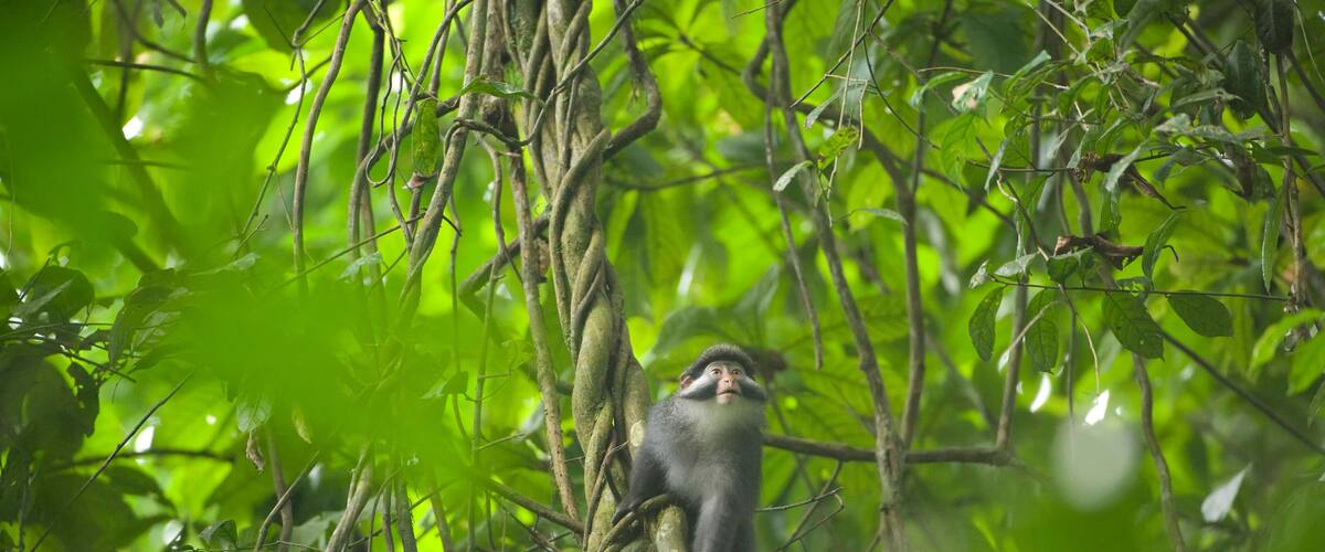 A monkey in a dense forest with green foliage and tangled branches.