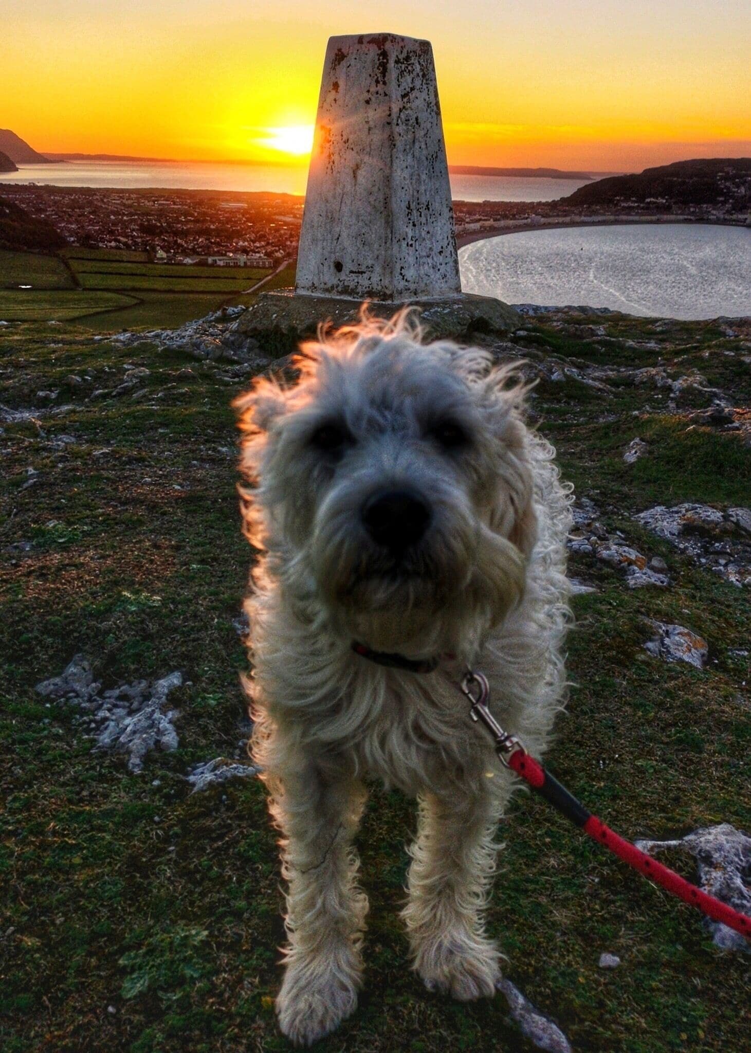 Poppy dog enjoying the sunset looking towards Llandudno, North Wales