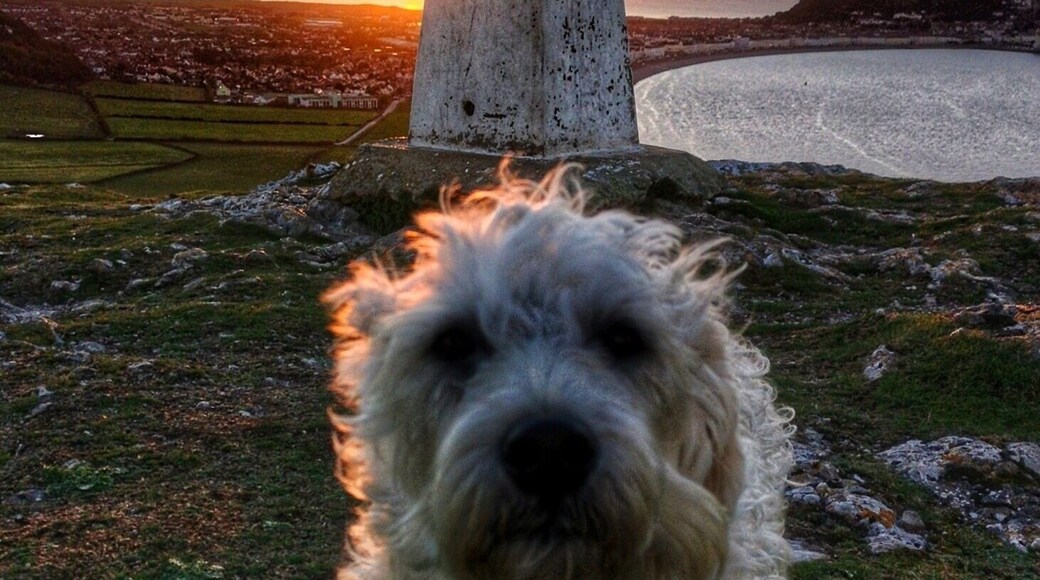 Poppy dog enjoying the sunset looking towards Llandudno, North Wales