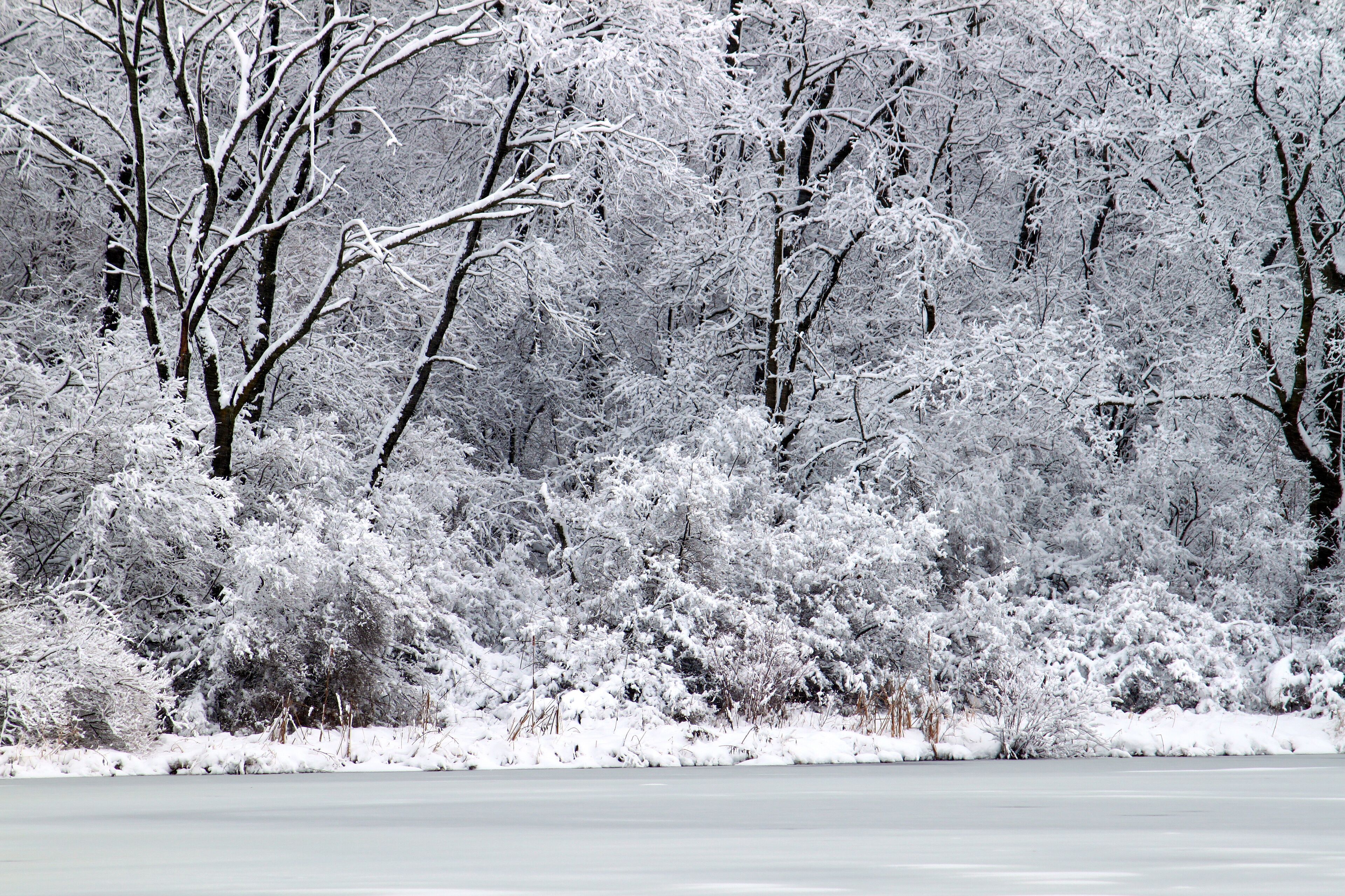 Freshly fallen snow on Pierce Lake at Rock Cut State Park in Illinois