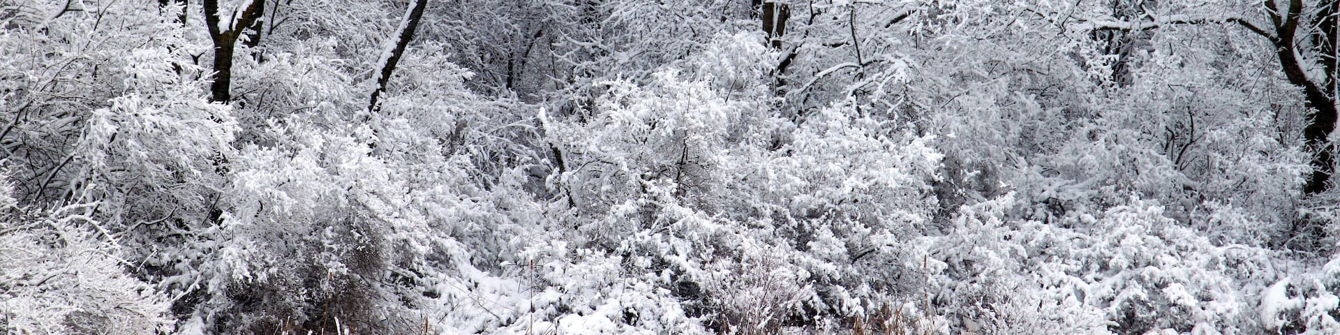 Freshly fallen snow on Pierce Lake at Rock Cut State Park in Illinois