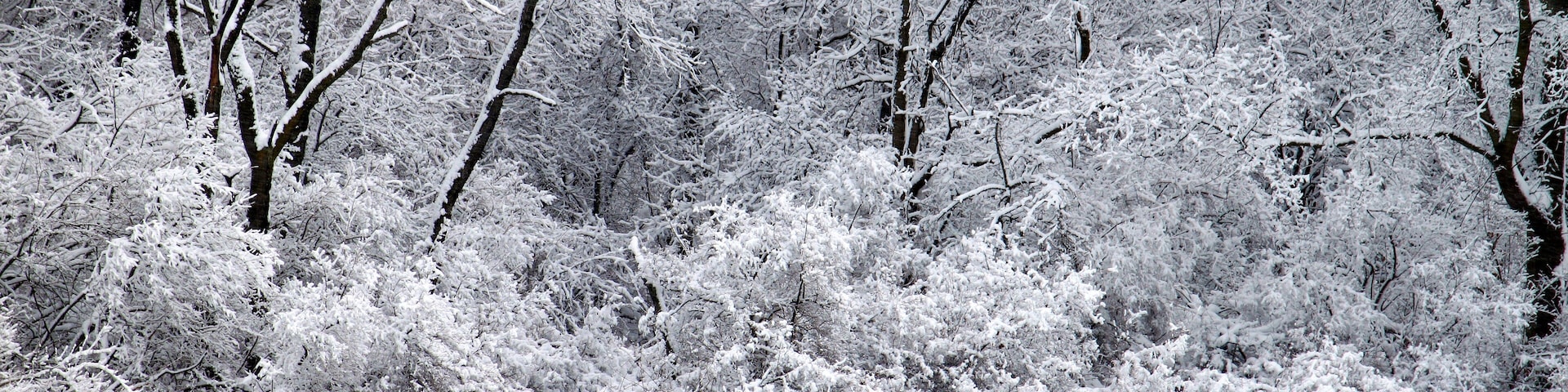 Freshly fallen snow on Pierce Lake at Rock Cut State Park in Illinois