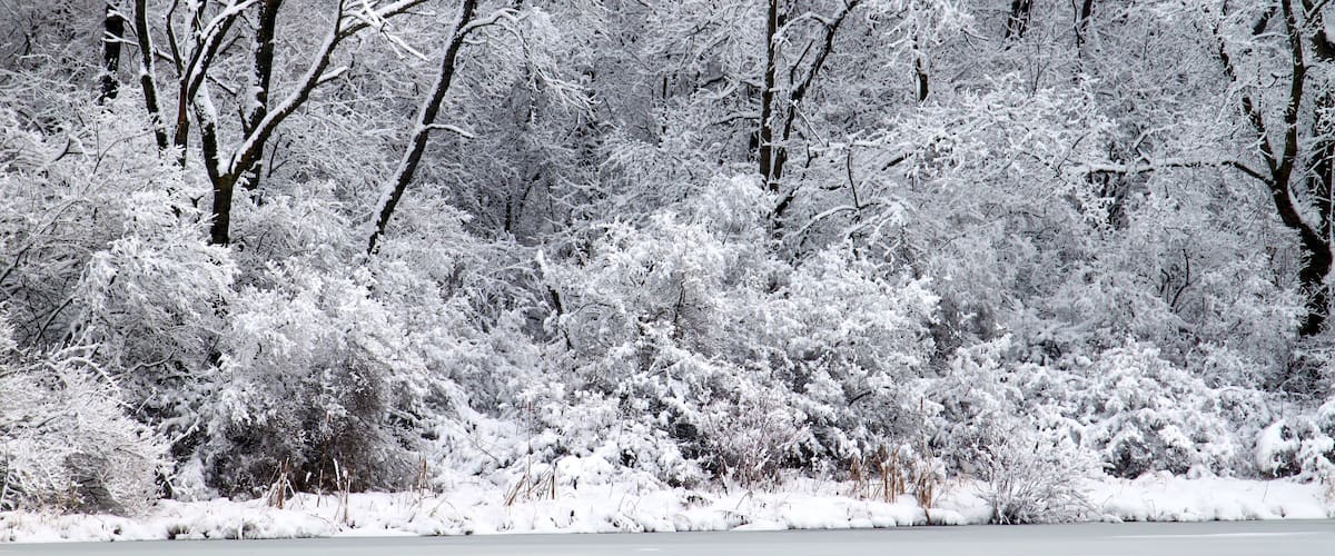 A frozen lake surrounded by snow-covered trees and bushes.