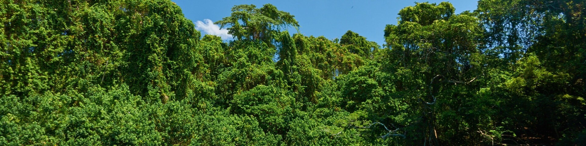 Espiritu Santo qui includes kayak ou canoë et riviÚre ou ruisseau aussi bien que petit groupe de personnes