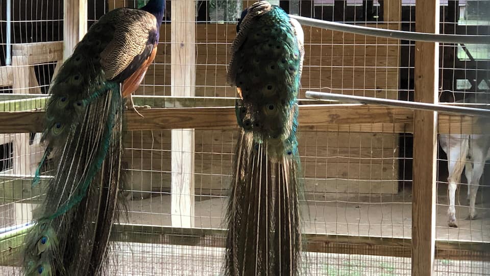 Two peacocks with long tail feathers in a wooden enclosure with a wire fence.