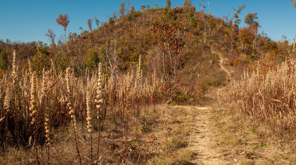 Borden, Indiana / United States - November 6, 2016: Knobstone Trail Jackson Road Trailhead