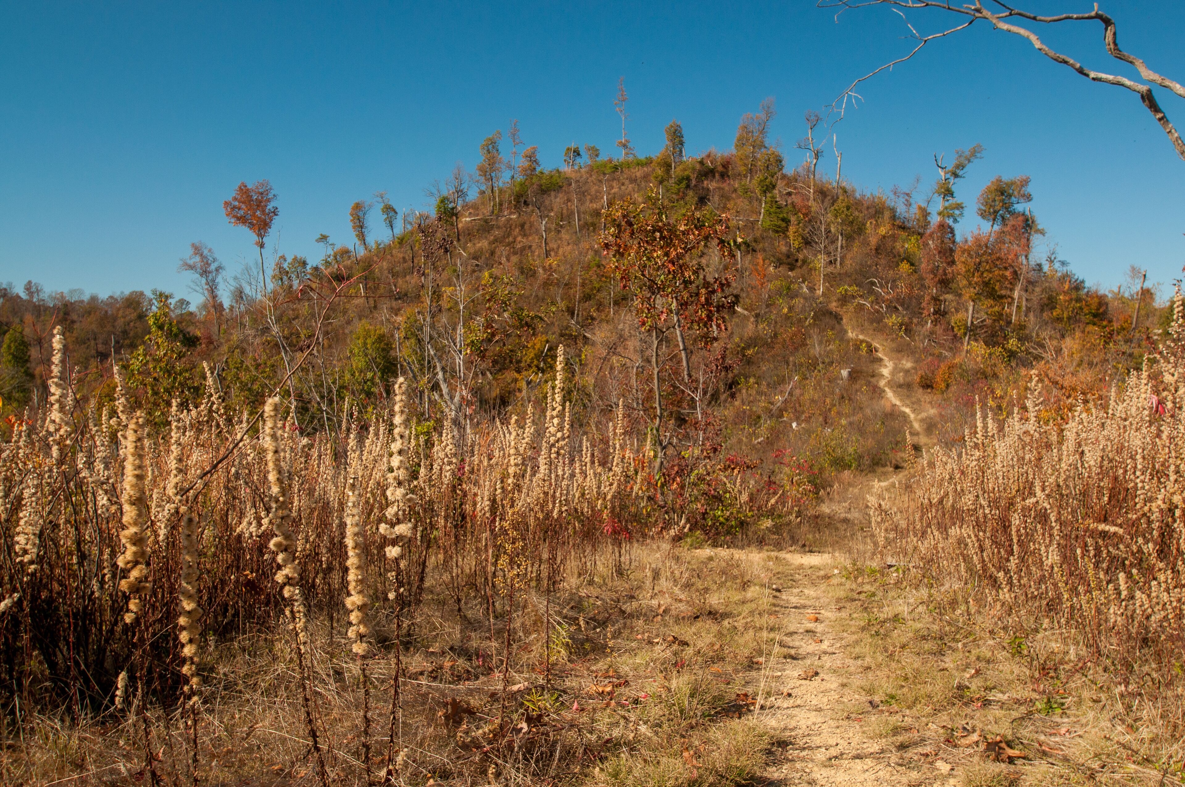 A dirt path leading up a hill with sparse vegetation and trees.