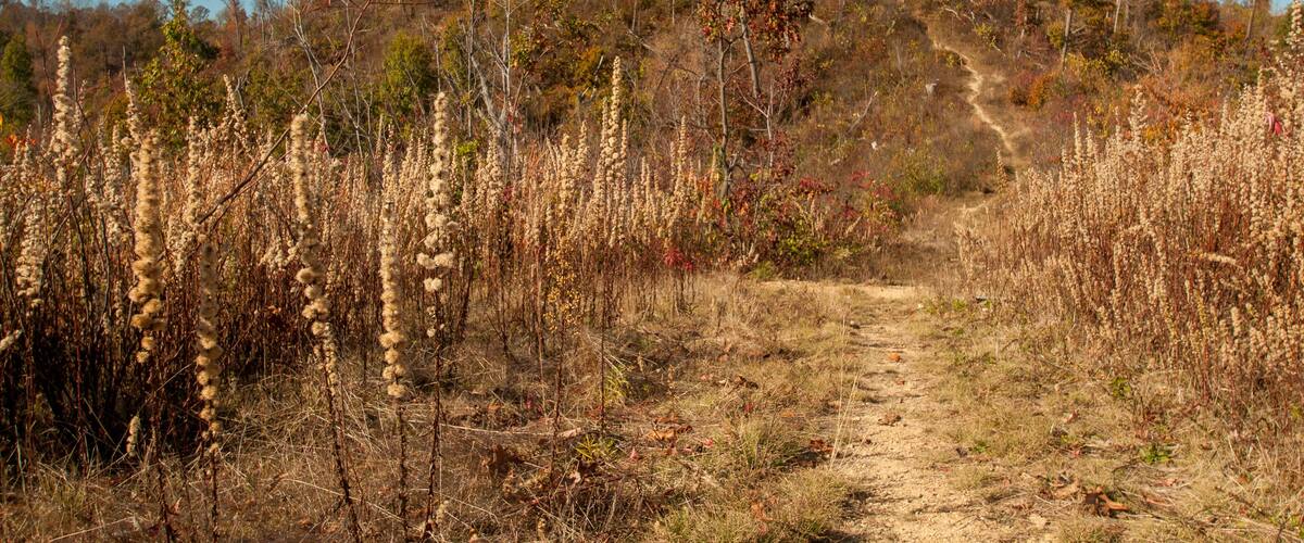 A dirt path leading up a hill with sparse vegetation and trees.