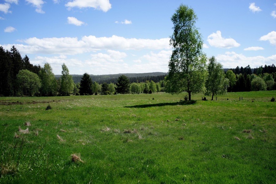 Un campo cubierto de hierba con árboles dispersos y un cielo azul despejado.