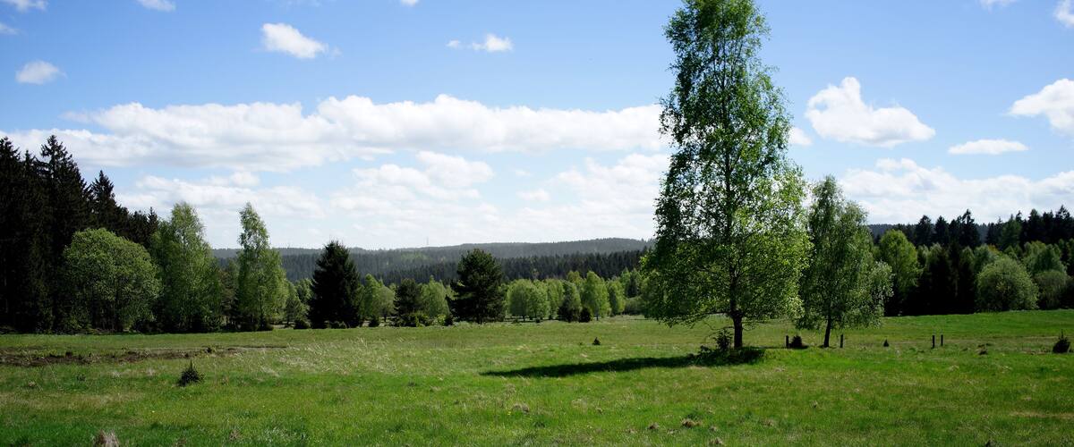 A grassy field with scattered trees and a clear blue sky.