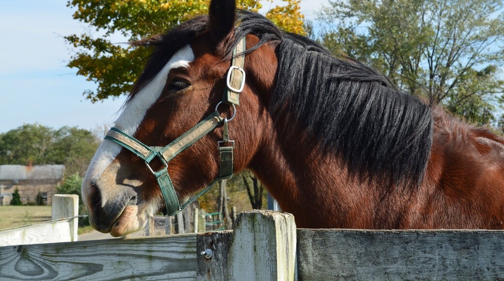 Beautiful big draft horse along our route today.