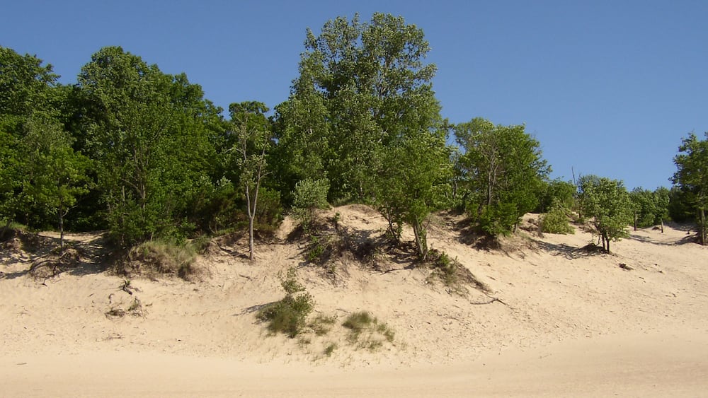 A sandy landscape with scattered trees and clear blue sky.