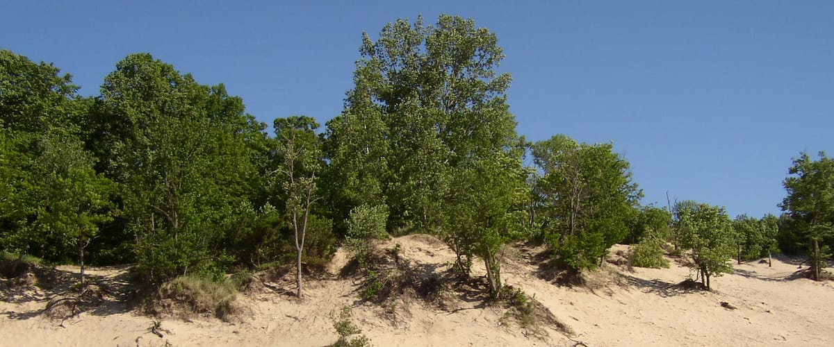 A sandy landscape with scattered trees and clear blue sky.