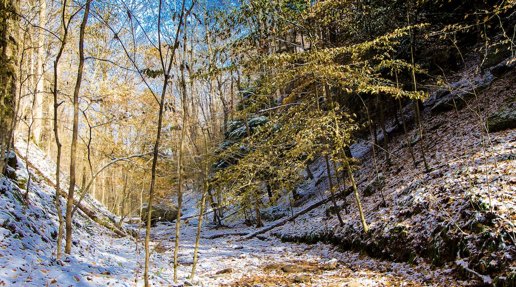 A forest with snow-covered ground and trees.