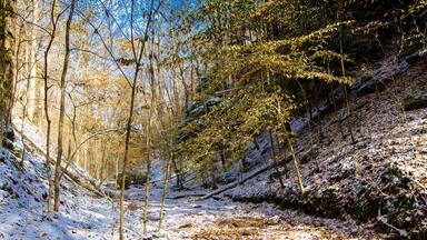 A forest with snow-covered ground and trees.