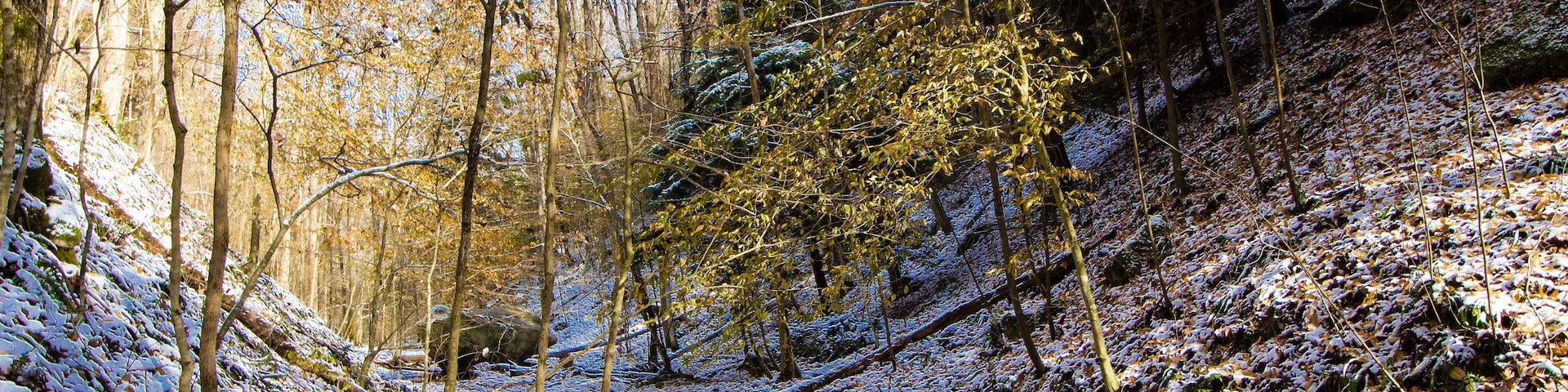 Un bosque con suelo cubierto de nieve y árboles.